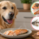 Can Dogs Eat Fish