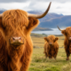 fluffy cow