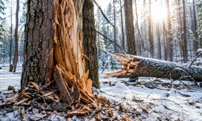 exploding trees